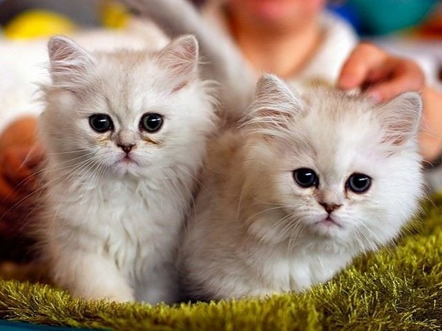 Породы кошек в Звенигороде | ЗооТом портал о животных