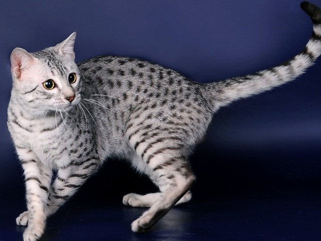 Породы кошек в Звенигороде | ЗооТом портал о животных