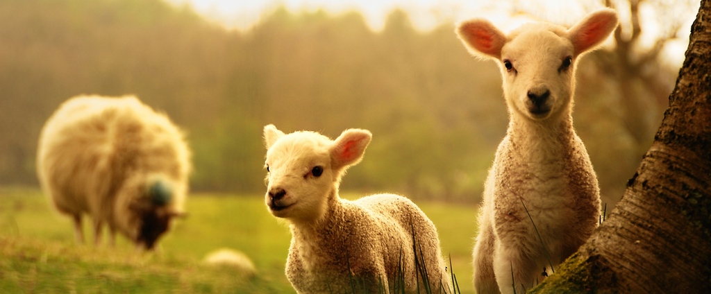 Объявления о сельскохозяйственных животных | ЗооТом - продажа, вязка и услуги для животных в Звенигороде