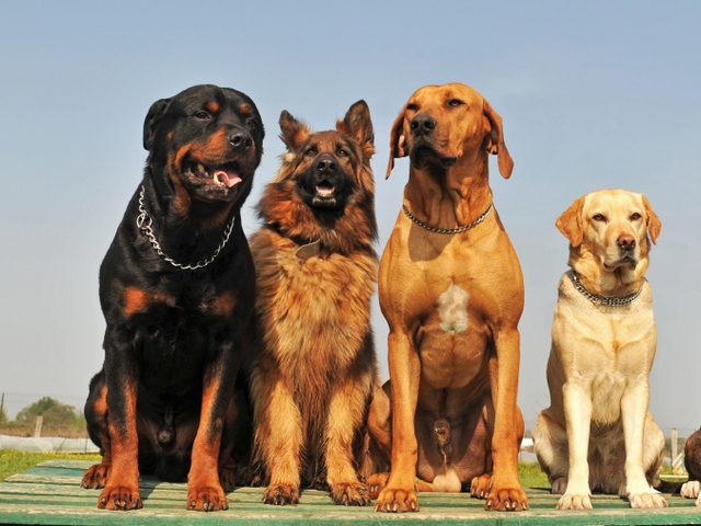 Крупные породы собак в Звенигороде | ЗооТом портал о животных
